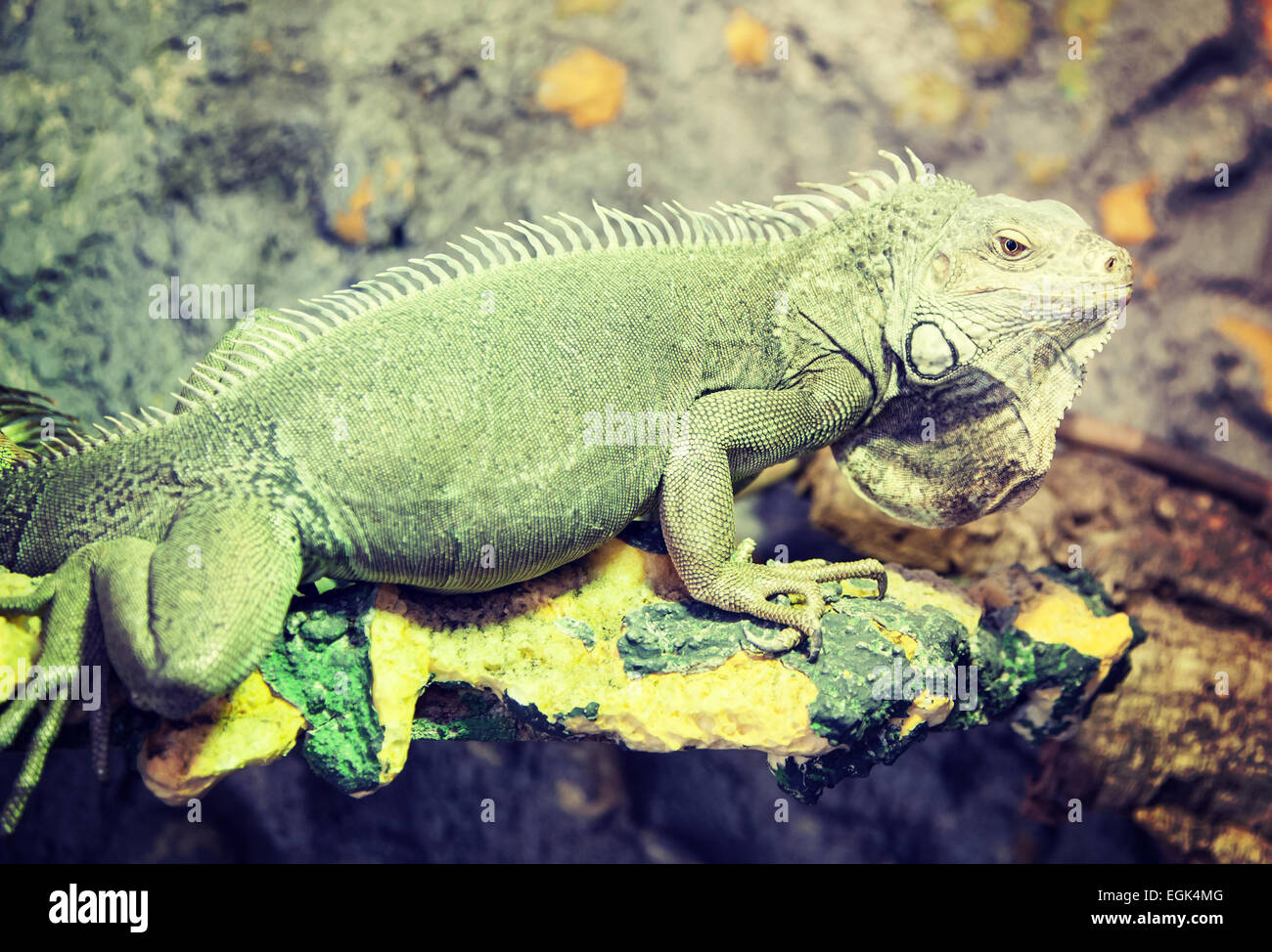 Grüner Leguan im Terrarium aufgewachsen Stockfoto