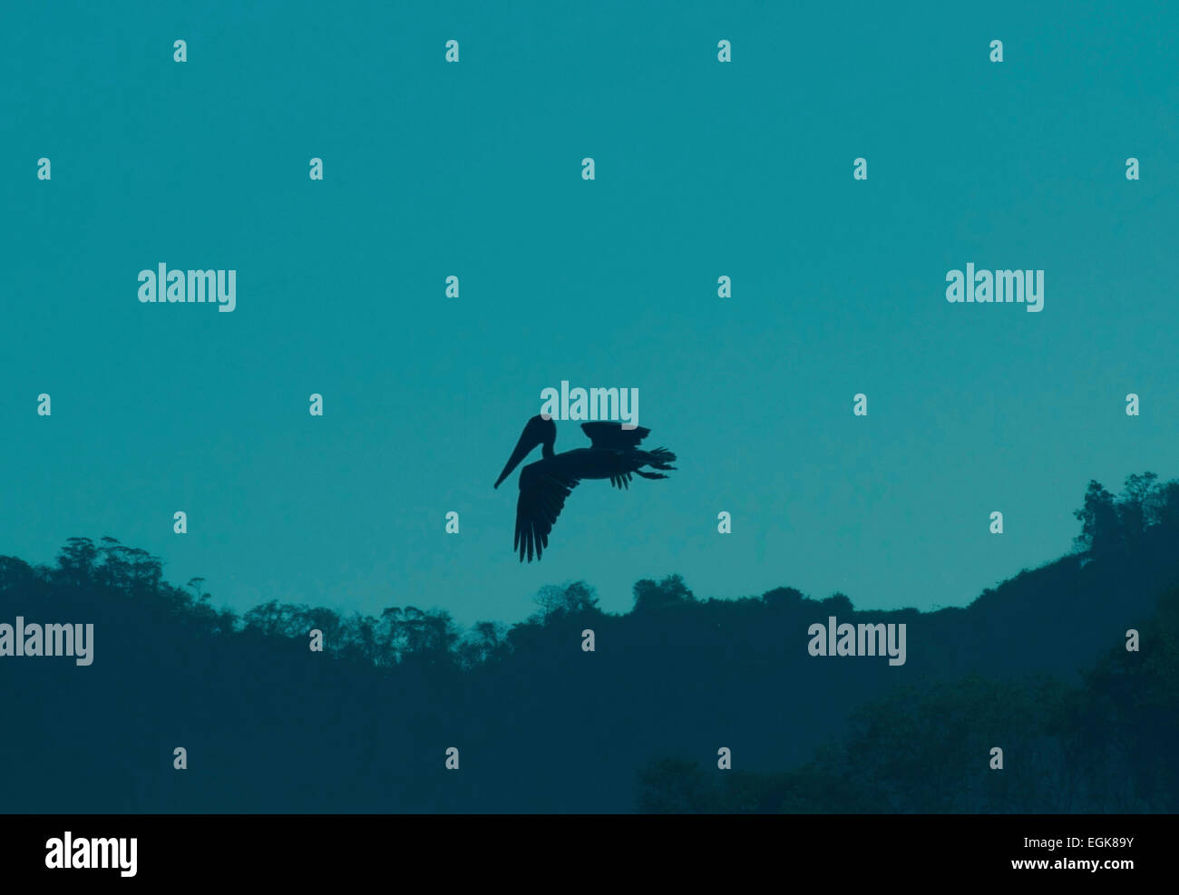 Braune Pelikan im Flug, Vorbereitung zu tauchen, Silhouette vor einem blauen Himmel im Morgengrauen. Brauner Pelikan, Pelecanus Occidentalis. Stockfoto