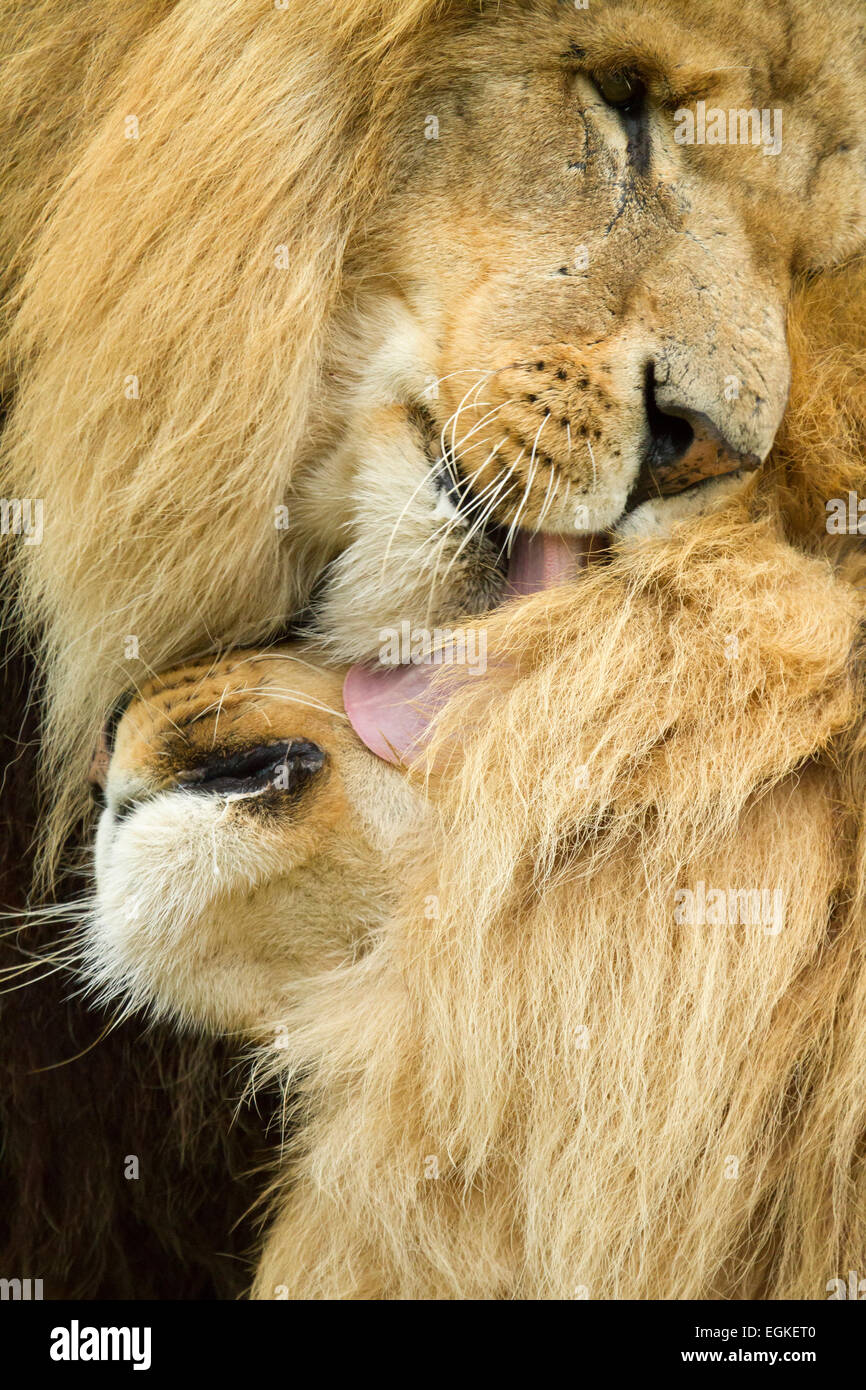 Ein männlicher Löwe Pflege ein anderes Stockfoto