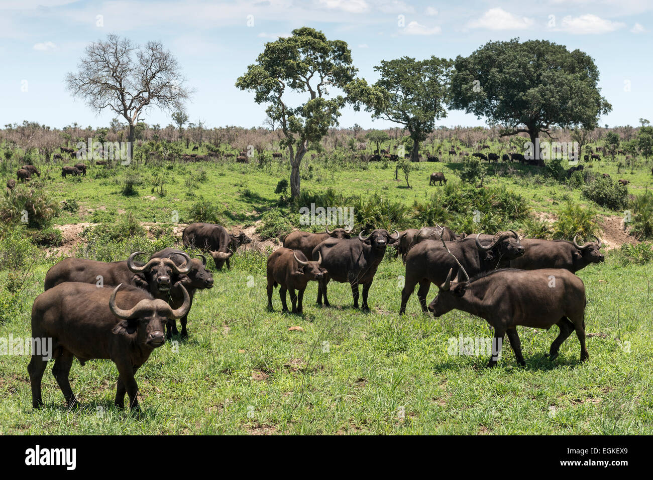 Eine Herde Herde Kaffernbüffel (Syncerus Caffer), Krüger Nationalpark, Südafrika Stockfoto