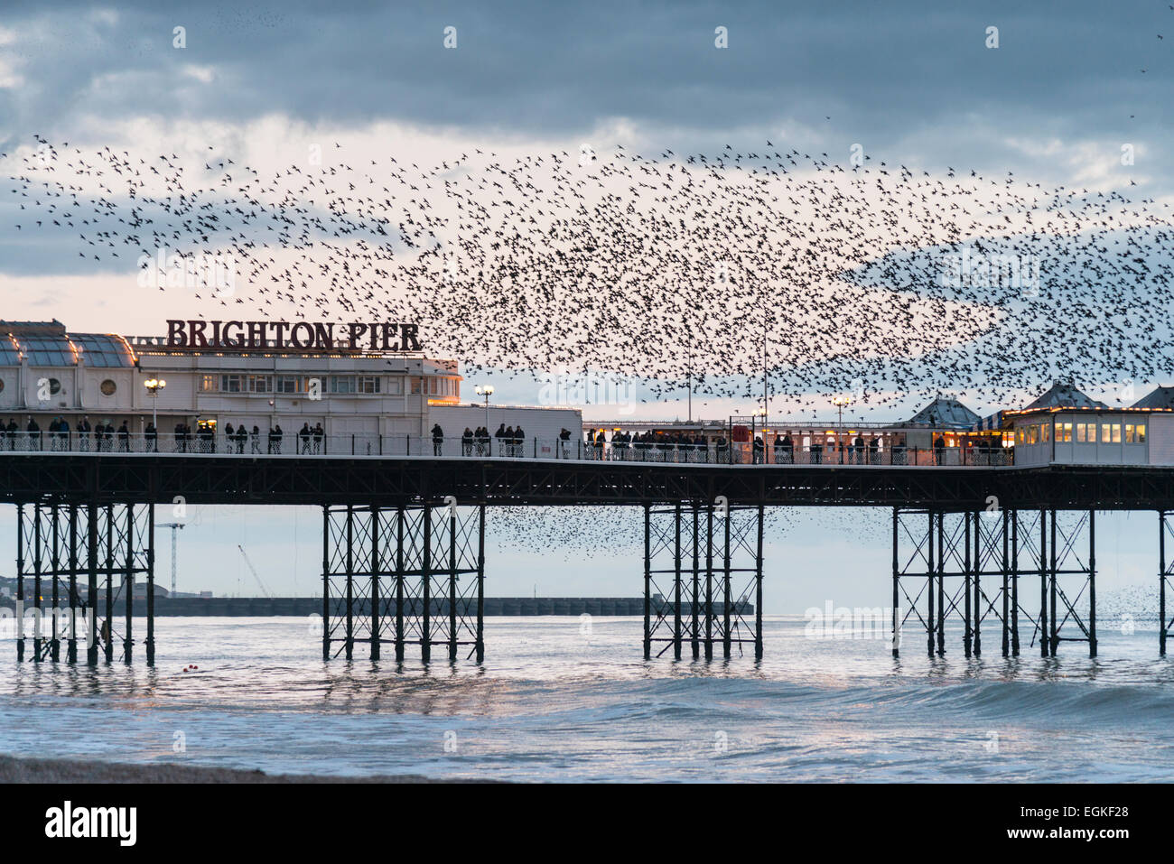 Stare Schlafplatz in einem Murmuration an der East Pier Brighton UK in der Abenddämmerung.  Ein Murmaration der Stare. Stockfoto