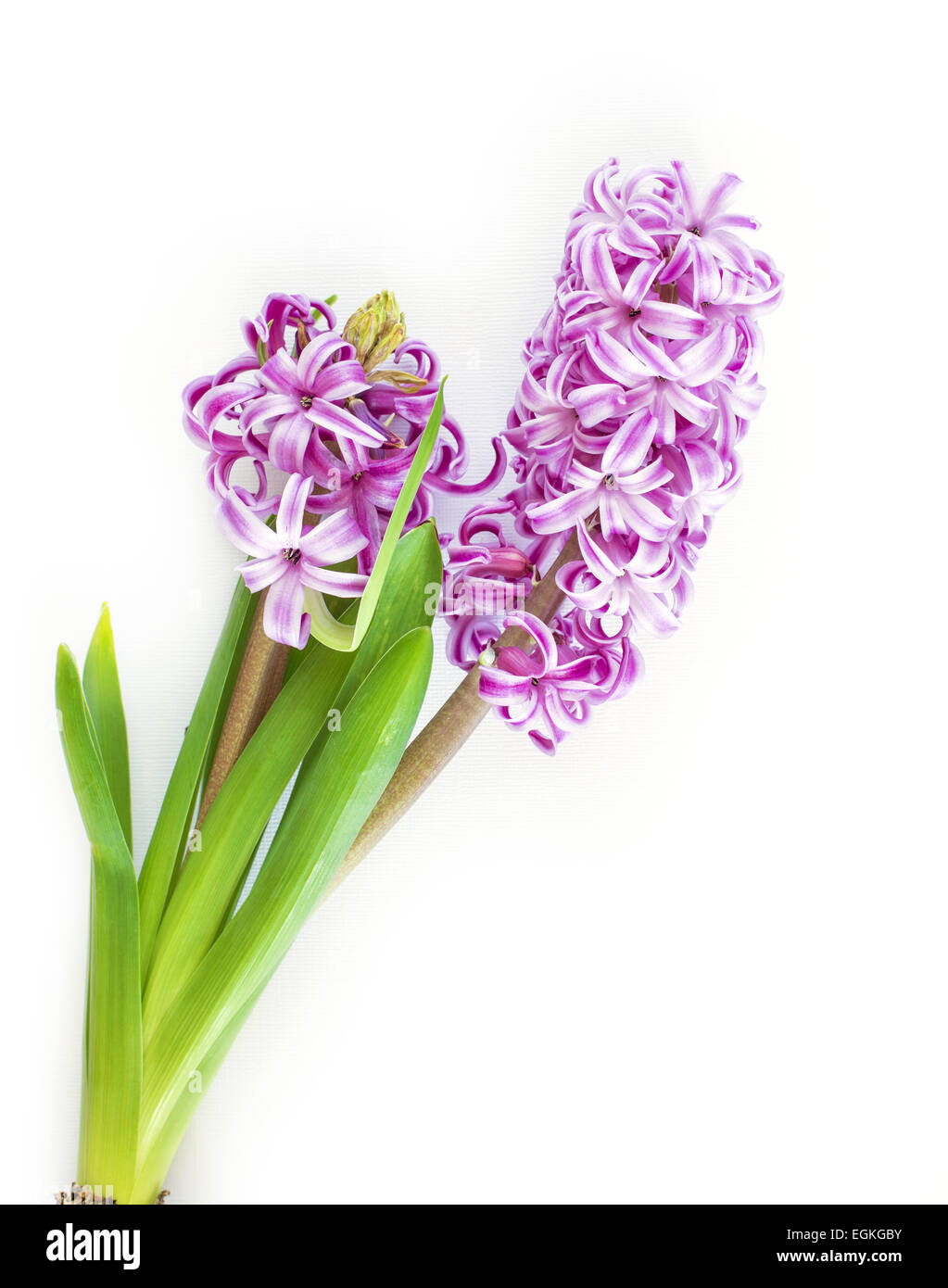 Violett Hyazinthenblumen Stockfoto