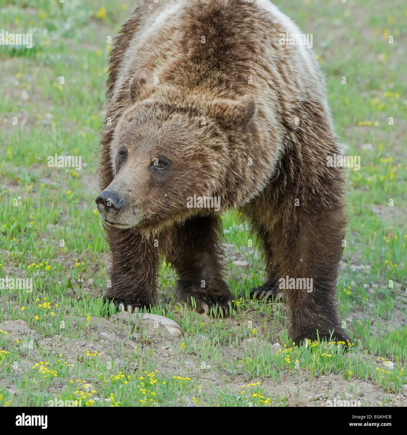 Grizzly Bär (Ursus Arctos Horribilis). Grand Teton Nationalpark, Wyoming, USA. Stockfoto