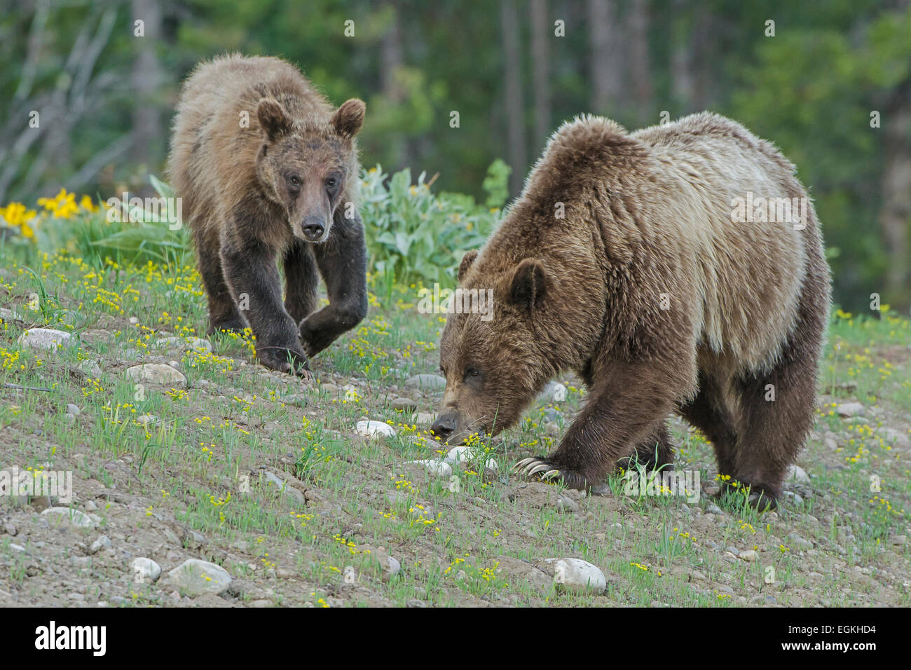 Grizzly Bär (Ursus Arctos Horribilis). Grand Teton Nationalpark, Wyoming, USA. Stockfoto