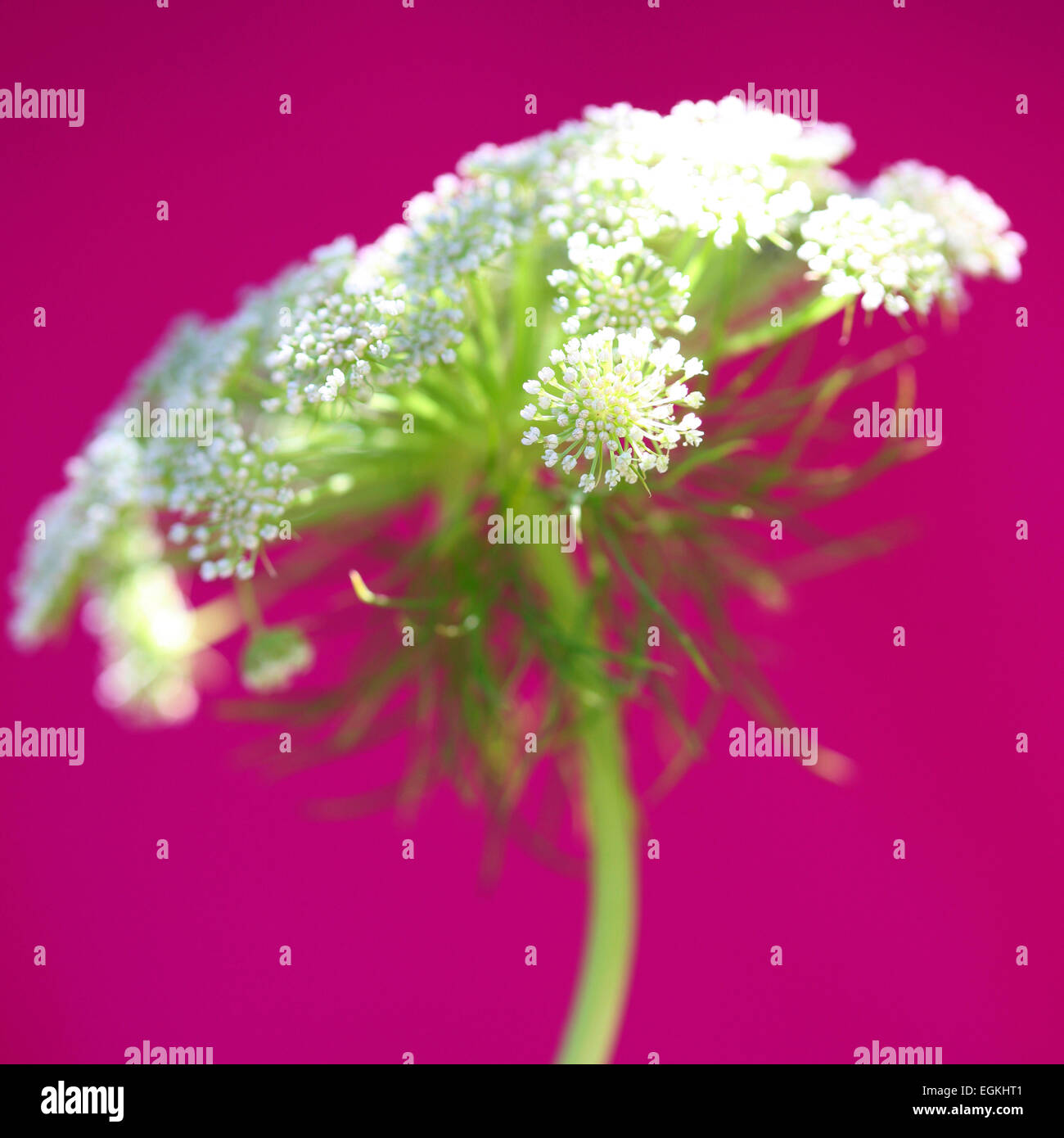 Wunderschöne Ammi auf Kirschrot Jane Ann Butler Fotografie JABP894 Stockfoto