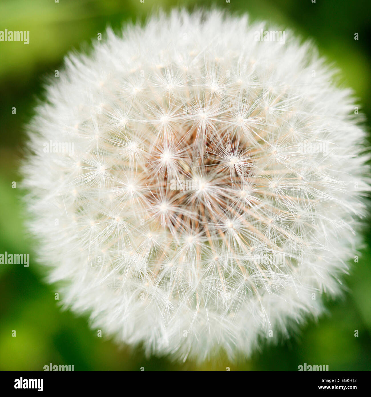 Himmlisch, frischem Löwenzahn Samen Kopf, Fallschirm Kugel Jane Ann Butler Fotografie JABP800 Stockfoto