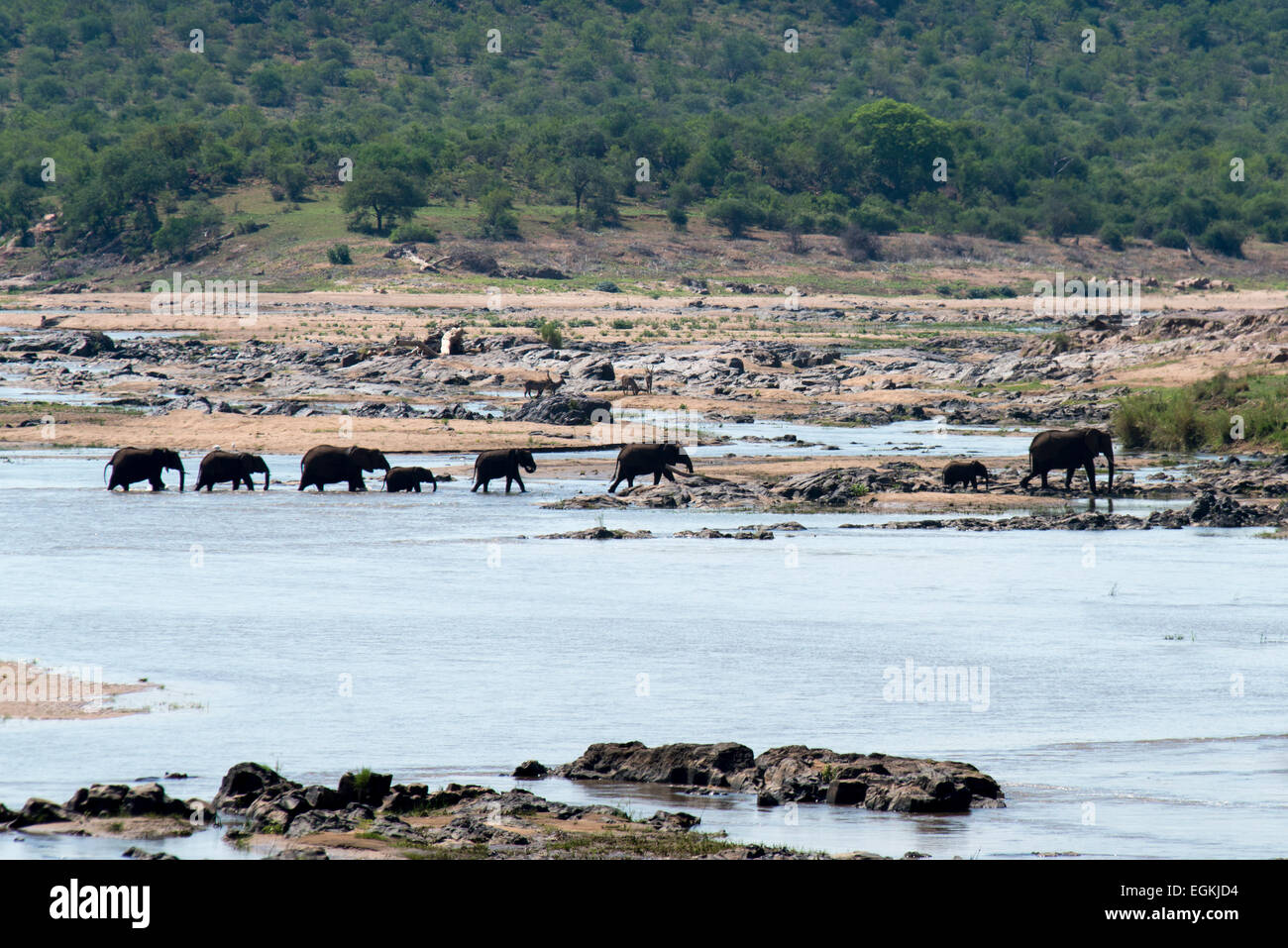 Elefantenherde (Loxodonta Africana) am Fluss im Letaba Bereich der Krüger Nationalpark, Südafrika Stockfoto