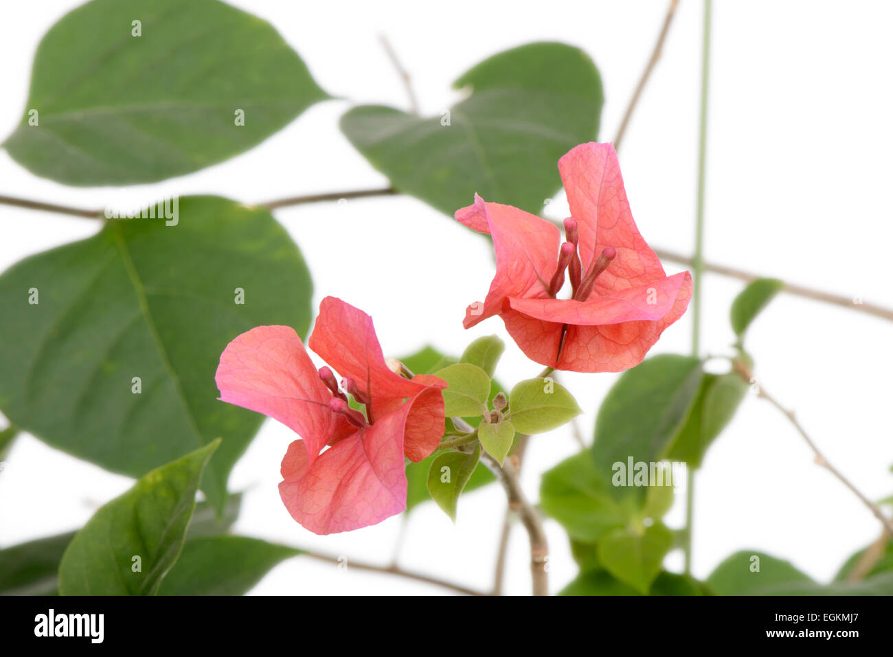 Nahaufnahme von roten Bougainvillea Blumen, isoliert auf weiss Stockfoto