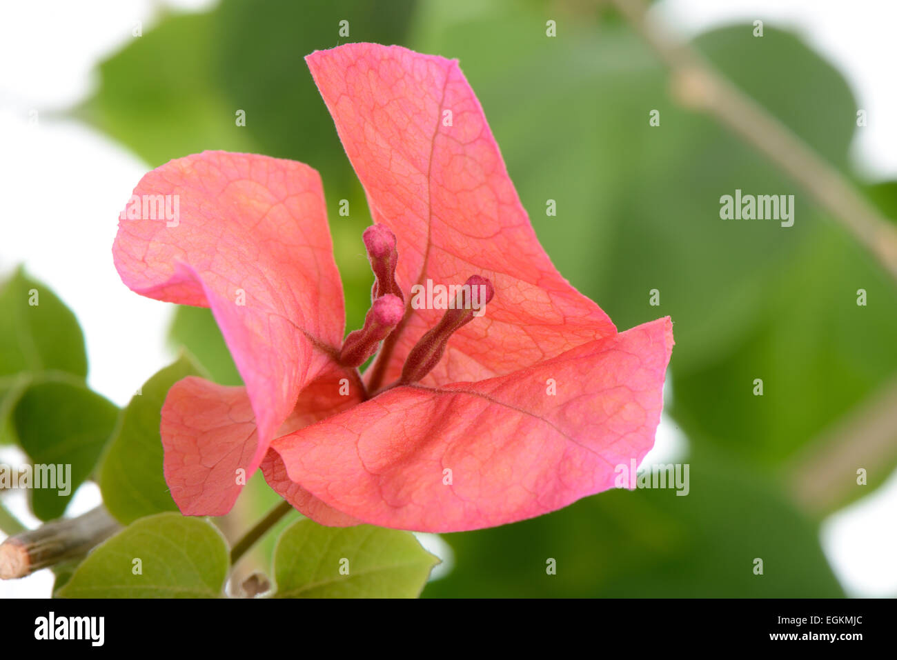 Nahaufnahme von roten Bougainvillea Blumen, isoliert auf weiss Stockfoto