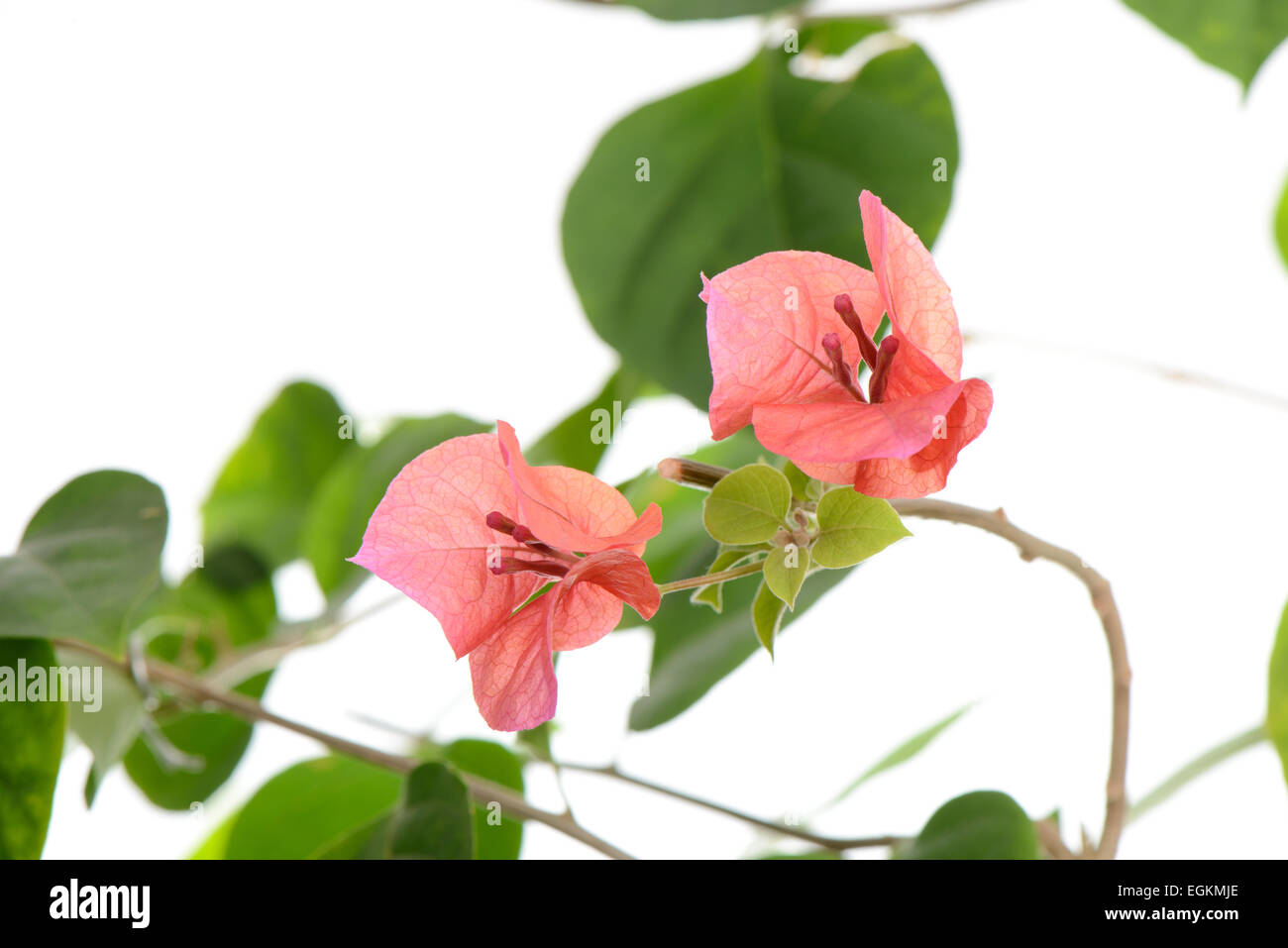 Nahaufnahme von roten Bougainvillea Blumen, isoliert auf weiss Stockfoto