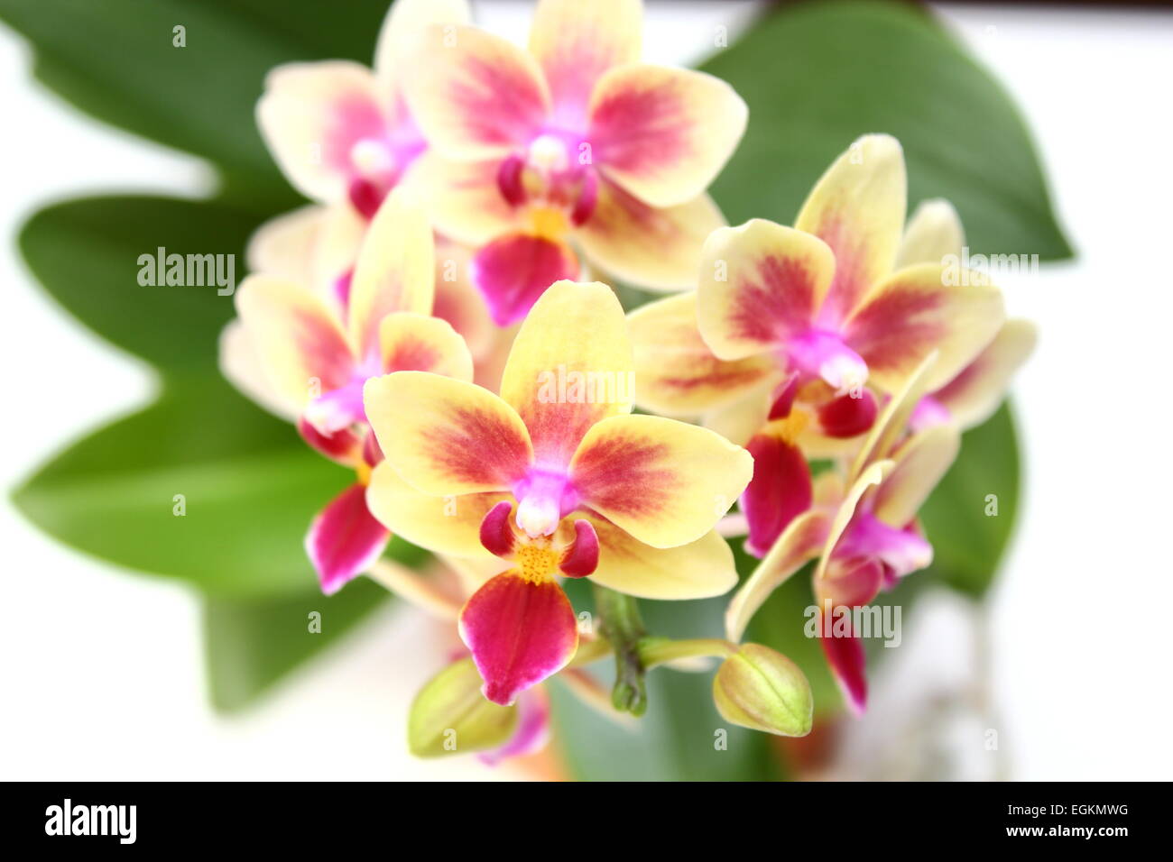 Cymbidium-Pink und gelb wunderschöne Orchidee Stockfoto