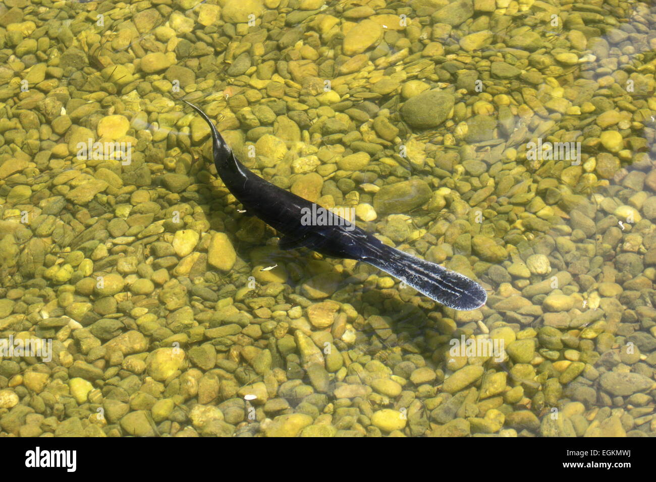 Polyodon Spathula, eine bizarre Fische in einem künstlichen See Stockfoto