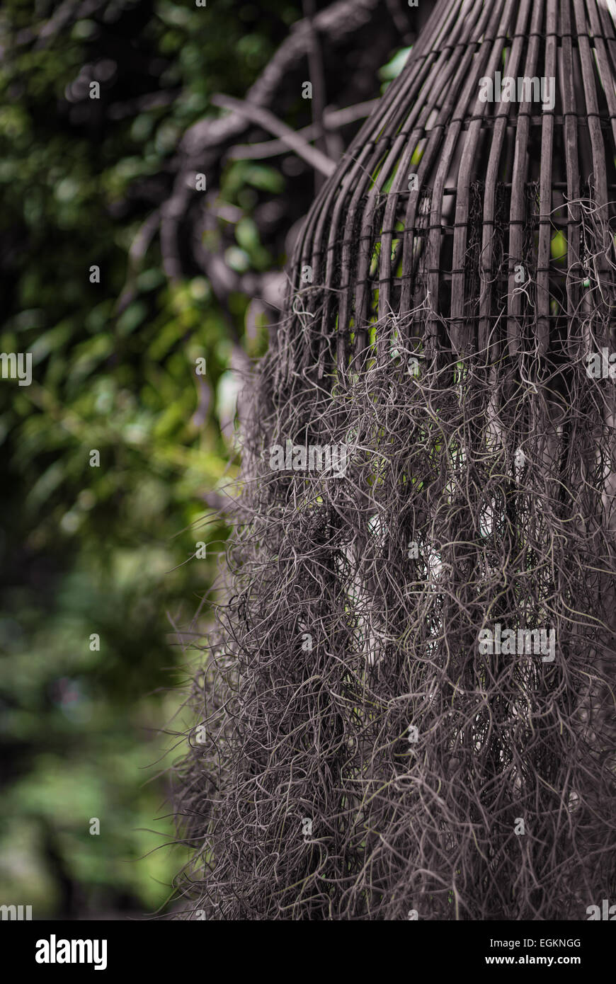 Fokussierte Vogel-Nest-Baum mit langen Wurzel auf hängenden Stockfoto