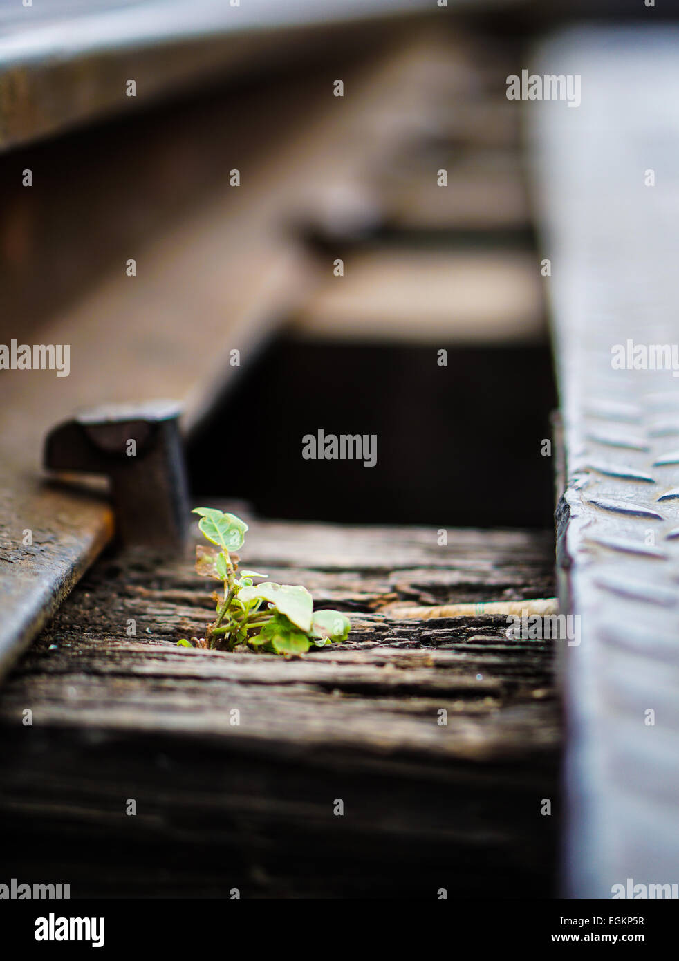 Soft-Fokus auf das kleine Leben wachsen auf einer alten Eisenbahn Stockfoto