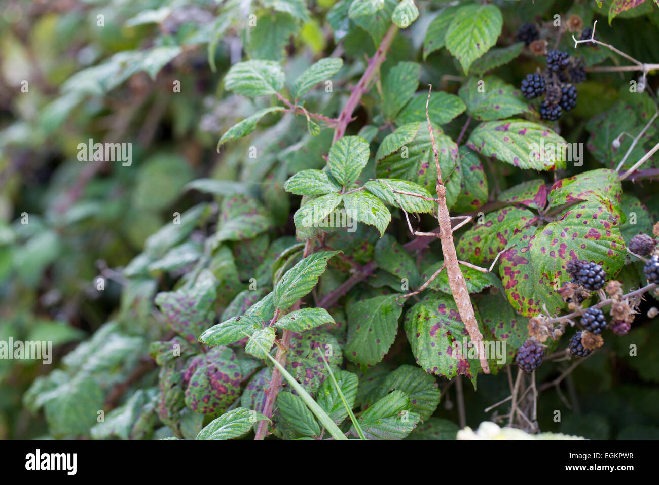 Stachelige Stabheuschrecke; Extatosoma Tiaratum; Bramble Isles of Scilly; UK Stockfoto