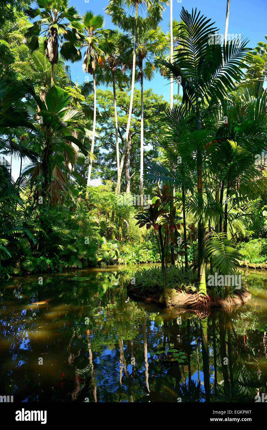 Lily-See in Hawaii Tropical Botanical Garden auf Onomea Bay, Big Island, Hawaii, USA Stockfoto