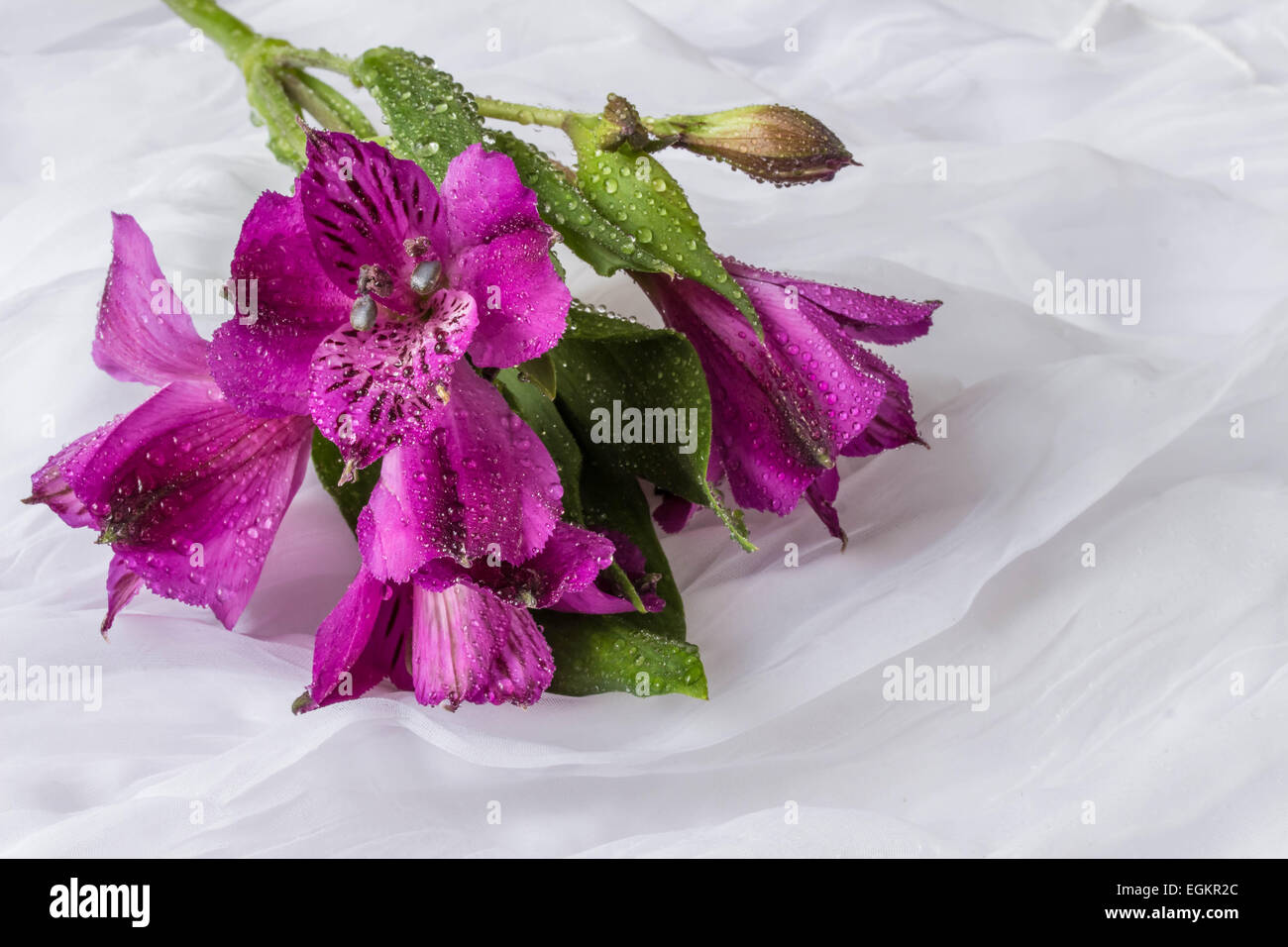 Frühling Blumen - lila Alstroemeria (Peruanische Lilie oder Lilie der Inkas) - weißen Hintergrund Stockfoto