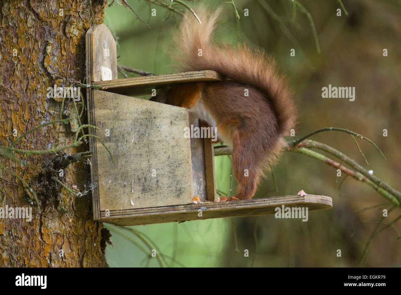Eichhörnchen; Sciurus Vulgaris einzelne Eingabe Feeder Kielder; Northumberland; UK Stockfoto