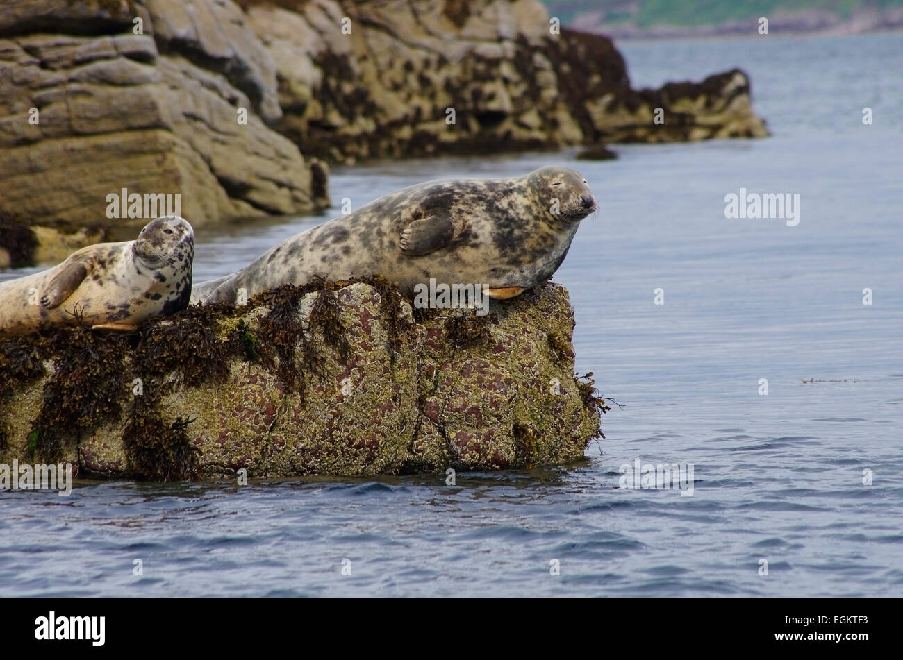 Dichtungen auf Felsen über dem Wasser, Badachro, Schottland. Stockfoto