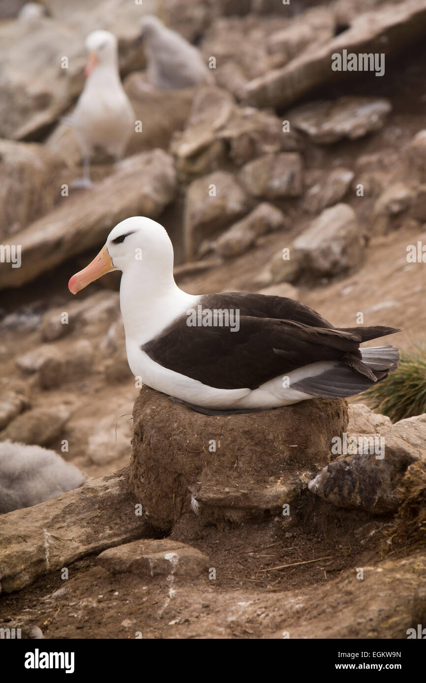Südatlantik, Falkland-Inseln, Insel, adult Black Browed Albatross auf dem Nest sitzen Stockfoto