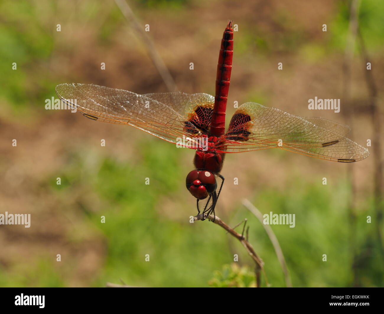 dunkle rote Libelle mit Goldadern an Vorderkante aller Flügel und dunkle Flecken auf Hinterflügel in Selous Tansania Stockfoto