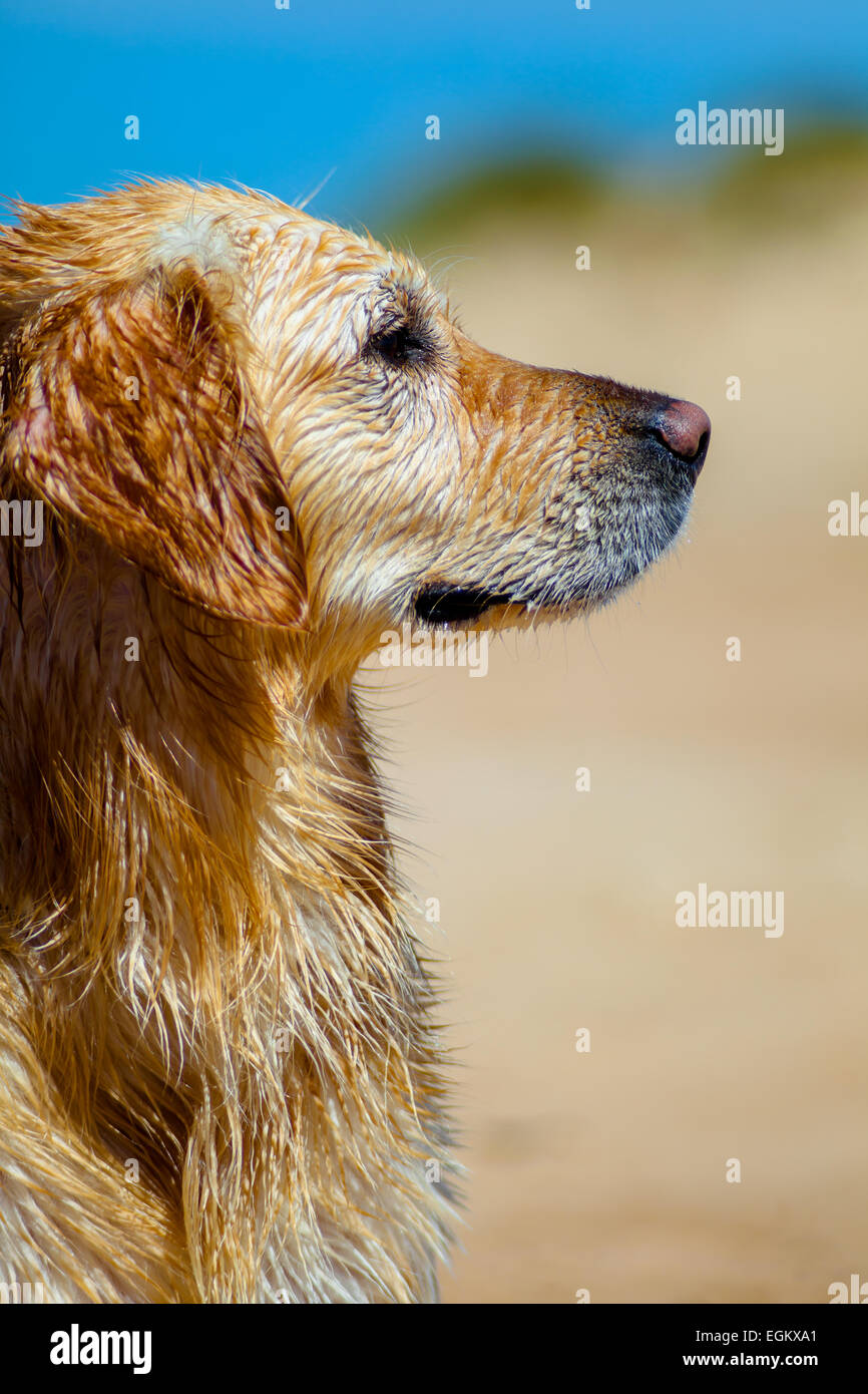 Schönes Exemplar der Hund der Rasse Golden Retriever Stockfoto