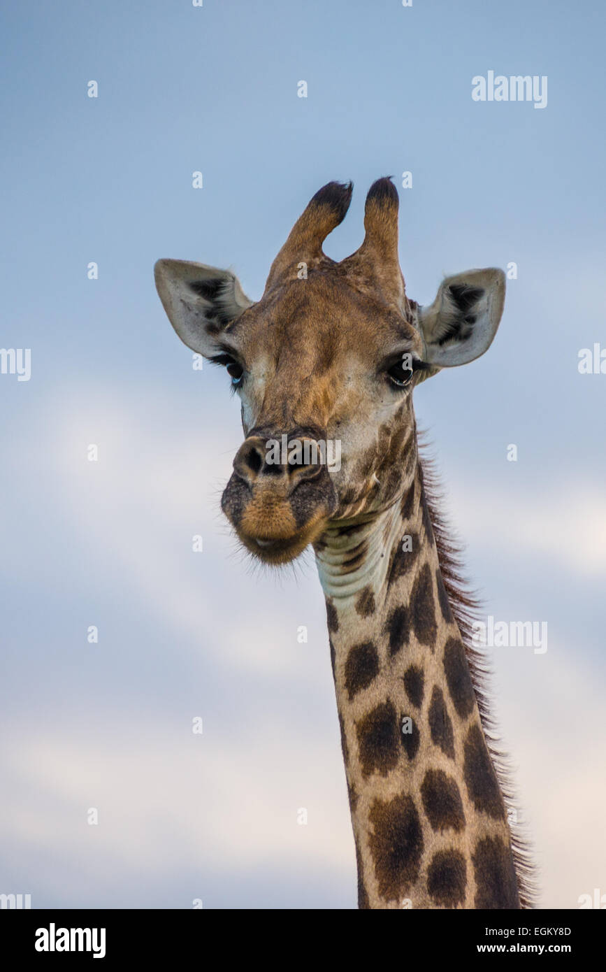 Eine Giraffe Gesicht. Stockfoto