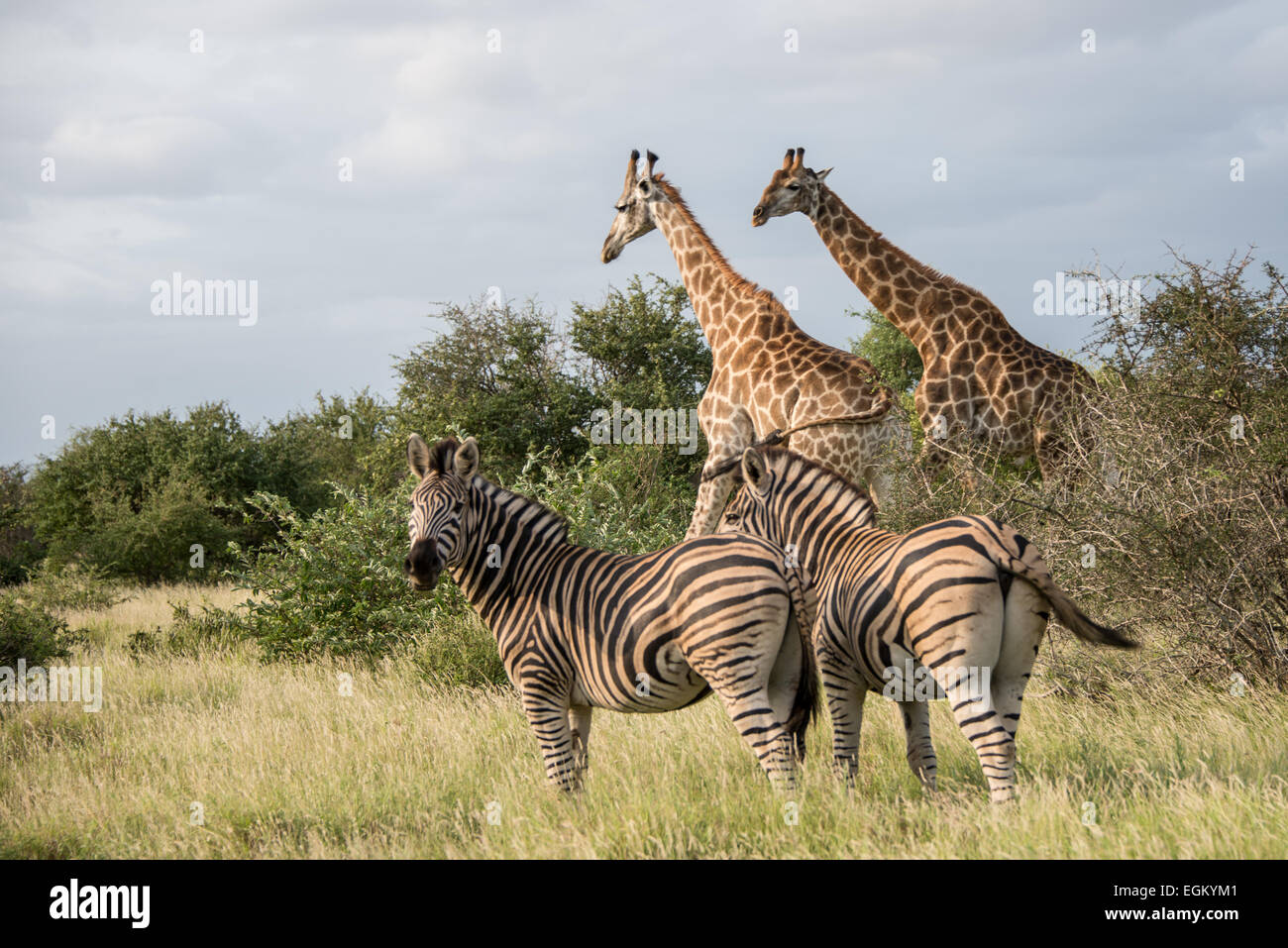 Eine Gruppe von afrikanischen Tieren in der Savanne. Stockfoto