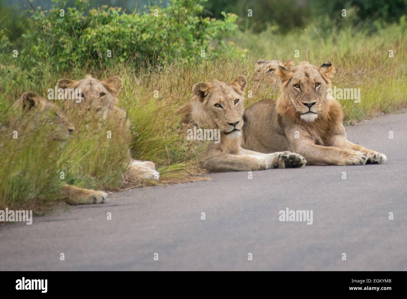 Eine Reihe von Löwen. Stockfoto