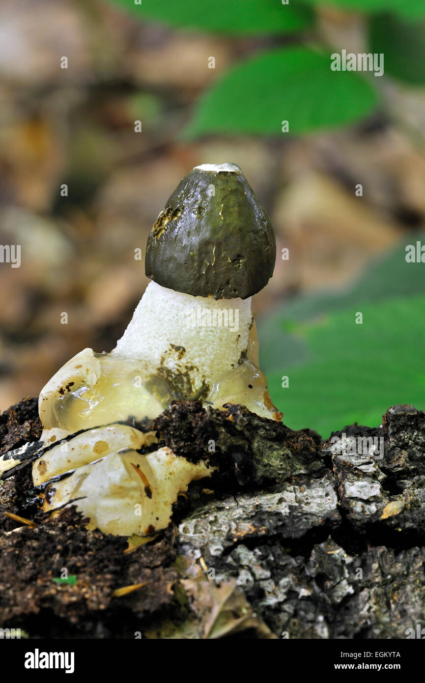 Gemeinsame Stinkmorchel / Dickes-Nipes (Phallus Impudicus) im herbstlichen Wald Stockfoto