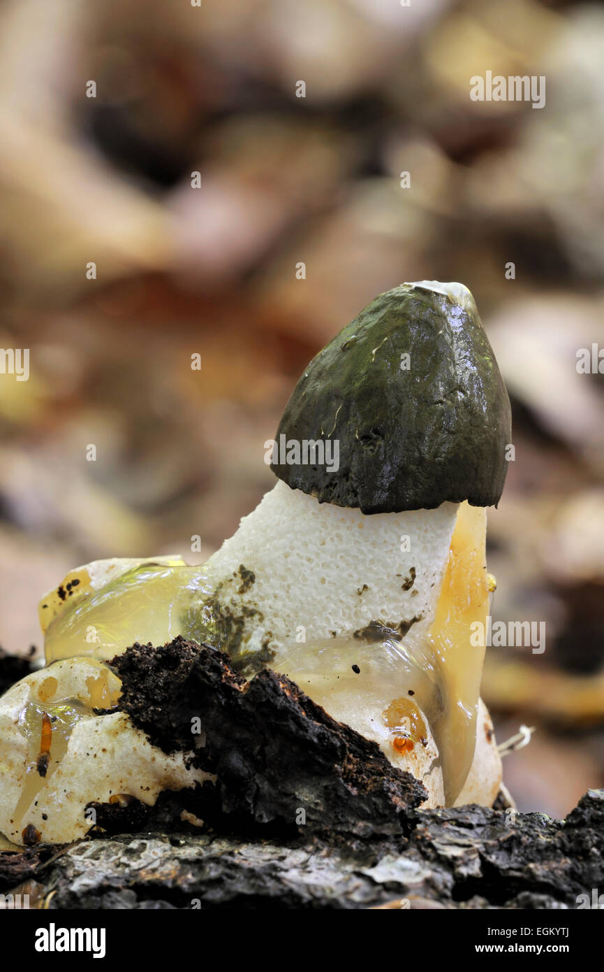 Gemeinsame Stinkmorchel / Dickes-Nipes (Phallus Impudicus) im herbstlichen Wald Stockfoto