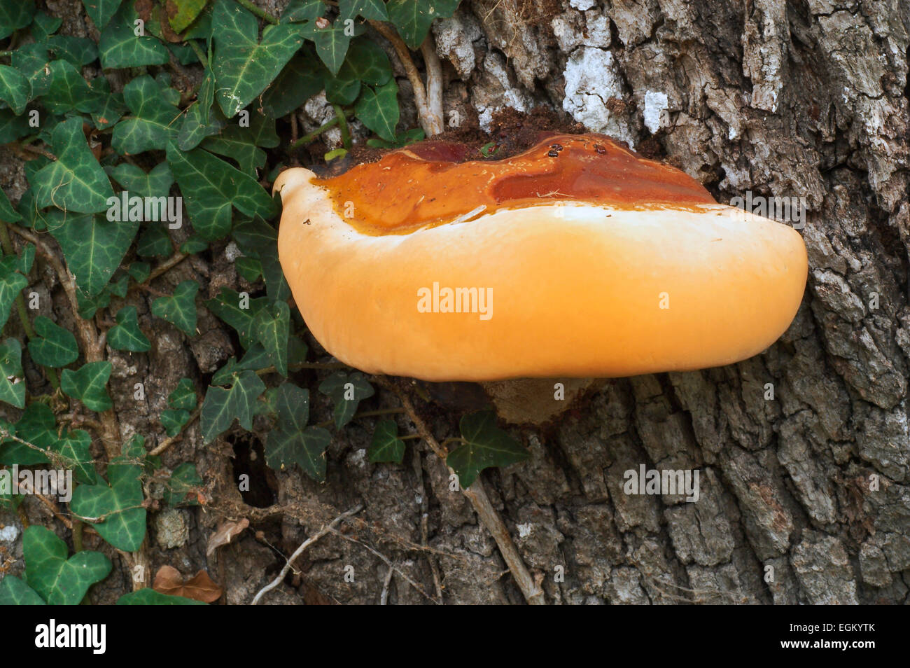 Lackierte Halterung (Ganoderma Resinaceum) Pilz auf Baumstamm Stockfoto