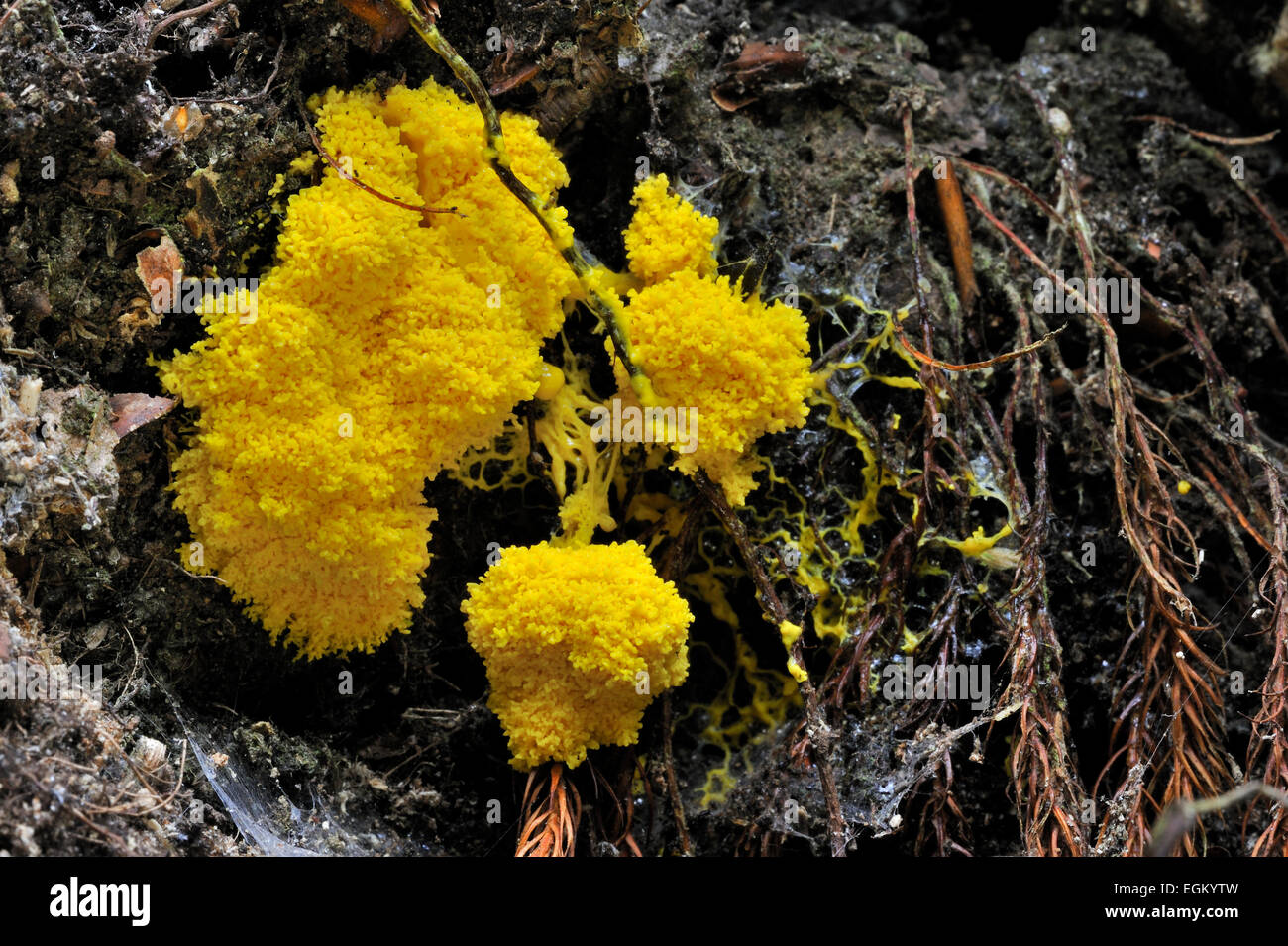 Rührei Schleim Schimmel / Hund Erbrechen Slime Mold (Fuligo Septica) auf zerfallenden Holz Stockfoto