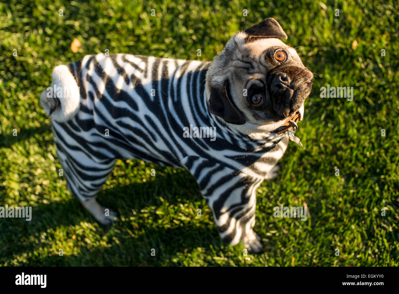 Zebra-Mops Stockfoto