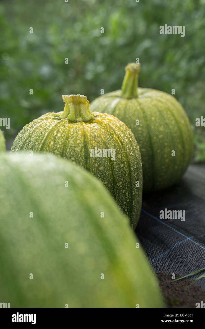 Grüne und gelbe Sommerkürbisse in einen Bauerngarten. Stockfoto