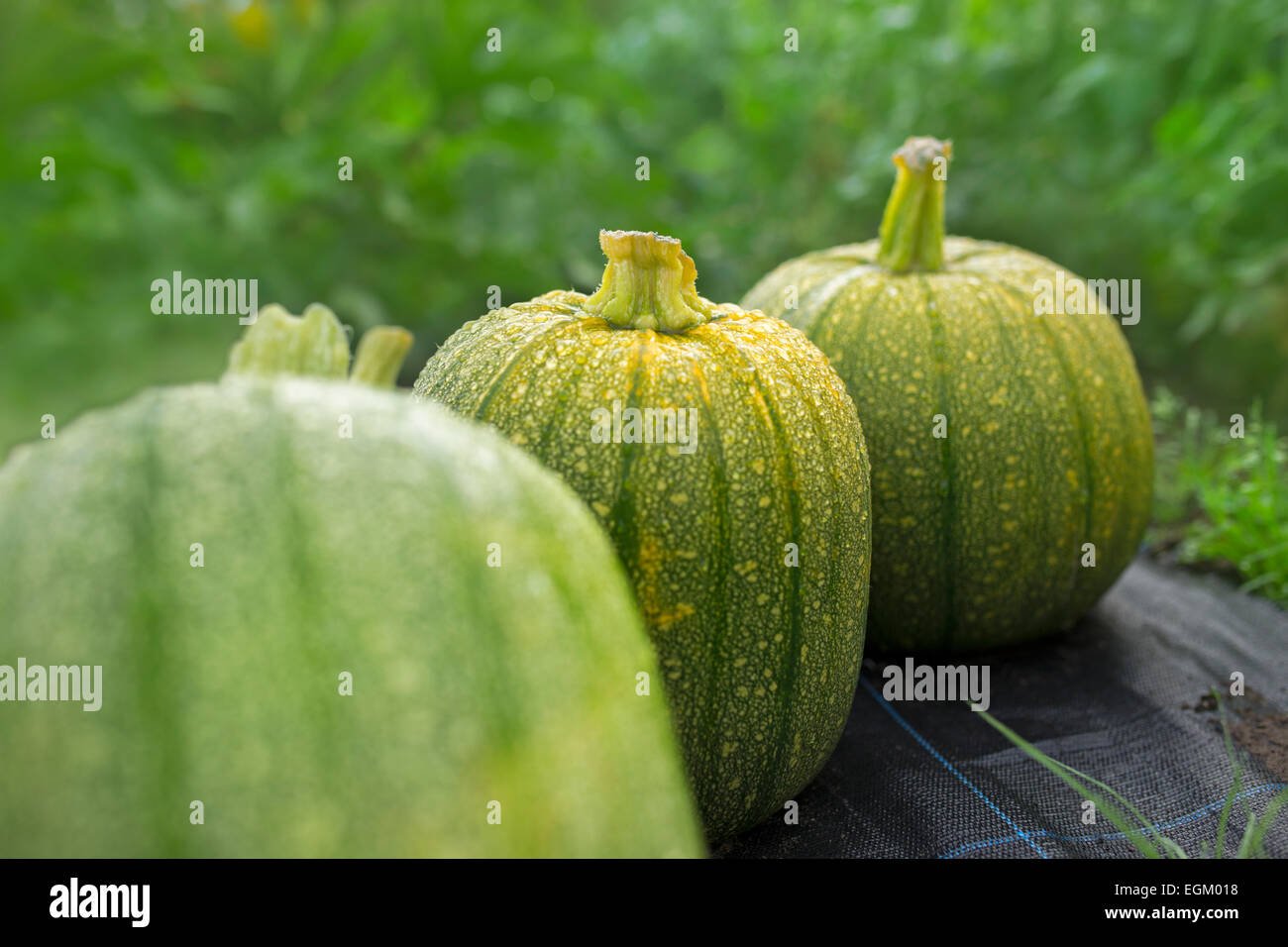 Grüne und gelbe Sommerkürbisse in einen Bauerngarten. Stockfoto