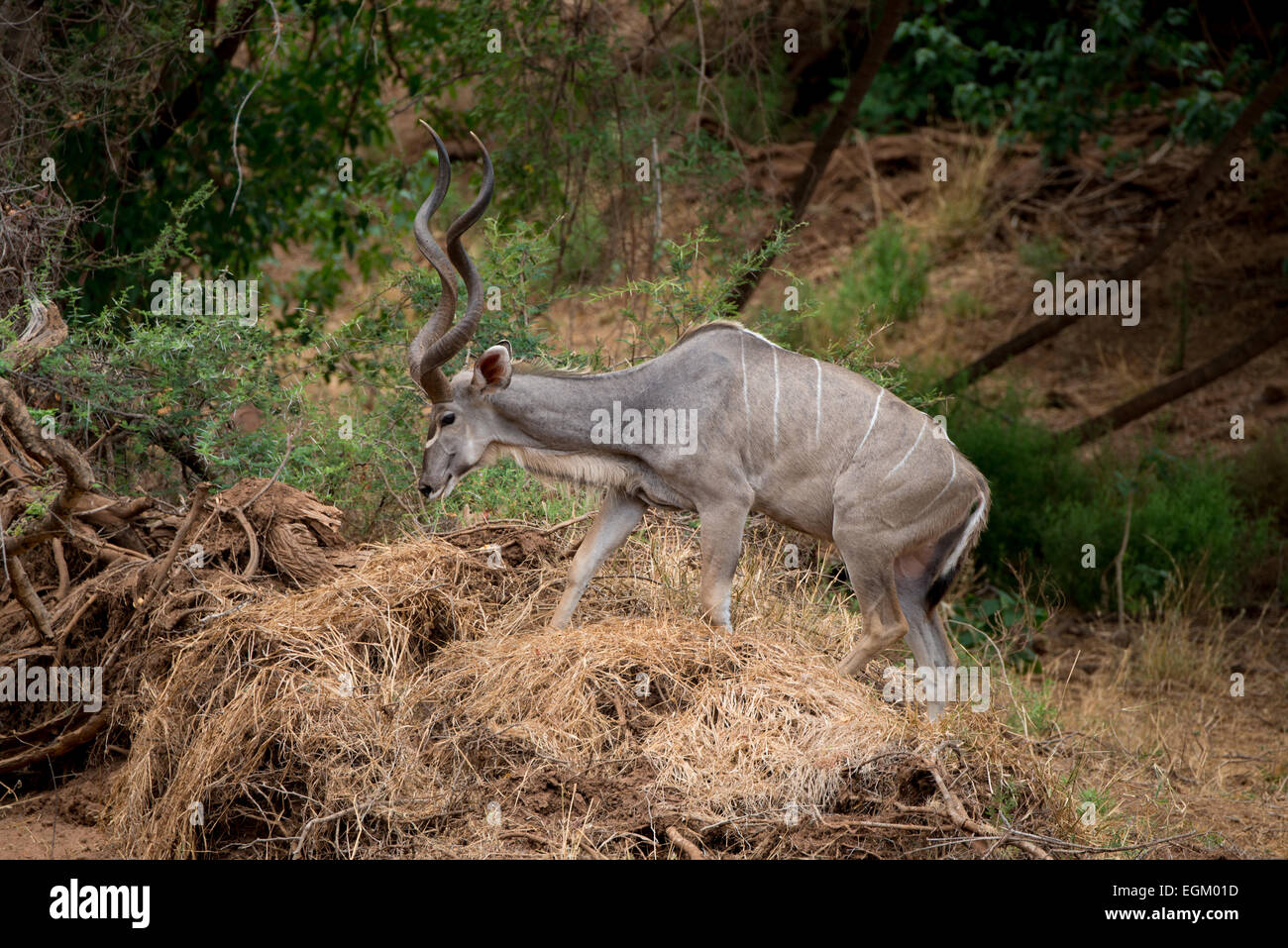 Eine männliche Kudu Elemente zu Essen suchen. Stockfoto