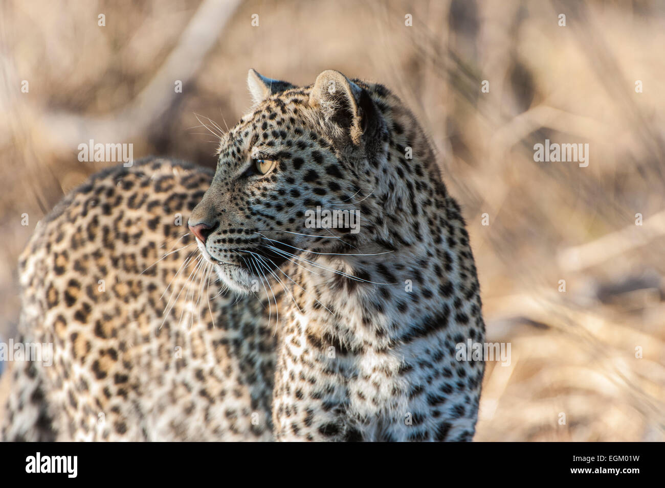 Erwachsenen Leopard, Wandern, Botswana Stockfoto