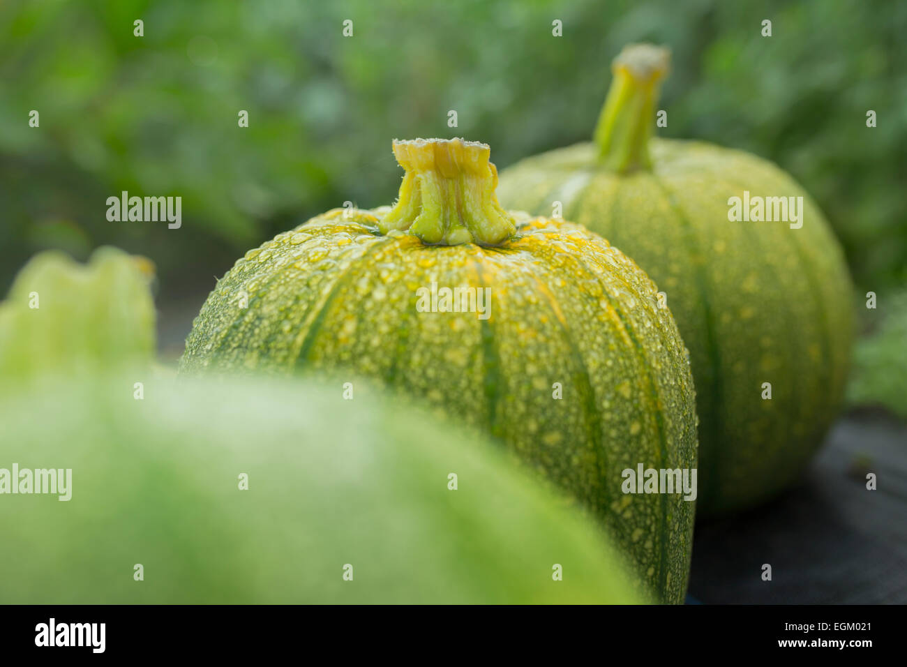Grüne und gelbe Sommerkürbisse in einen Bauerngarten. Stockfoto