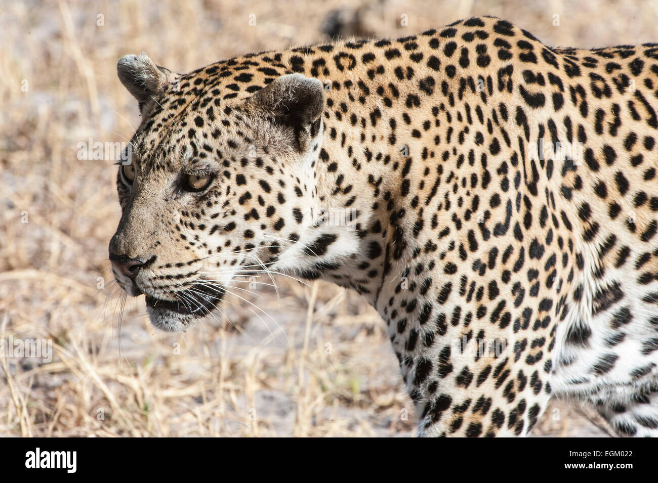 Erwachsenen Leopard, Kopf und Schultern, Farbe, Stockfoto