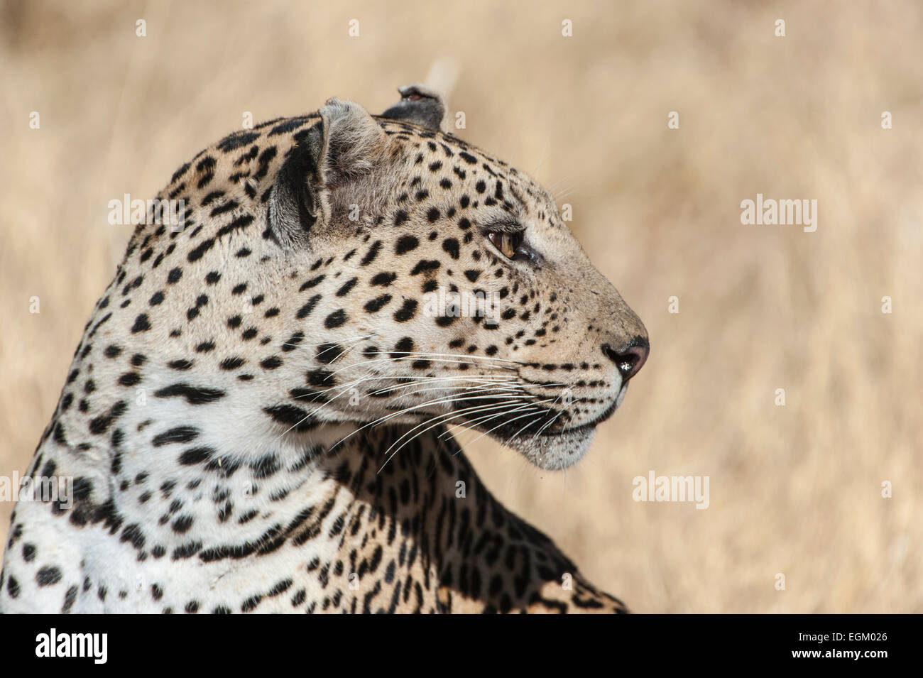 Erwachsenen Leopard, Kopf und Schultern, Farbe, Stockfoto