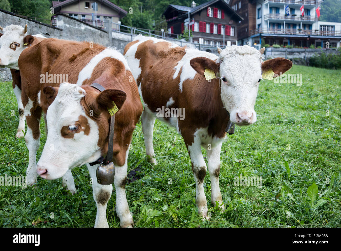 Kühe Ringe ihre Glocken, wie sie bewegen ihre Weide im alpinen Dorf Lauterbrunnen, Schweiz Stockfoto