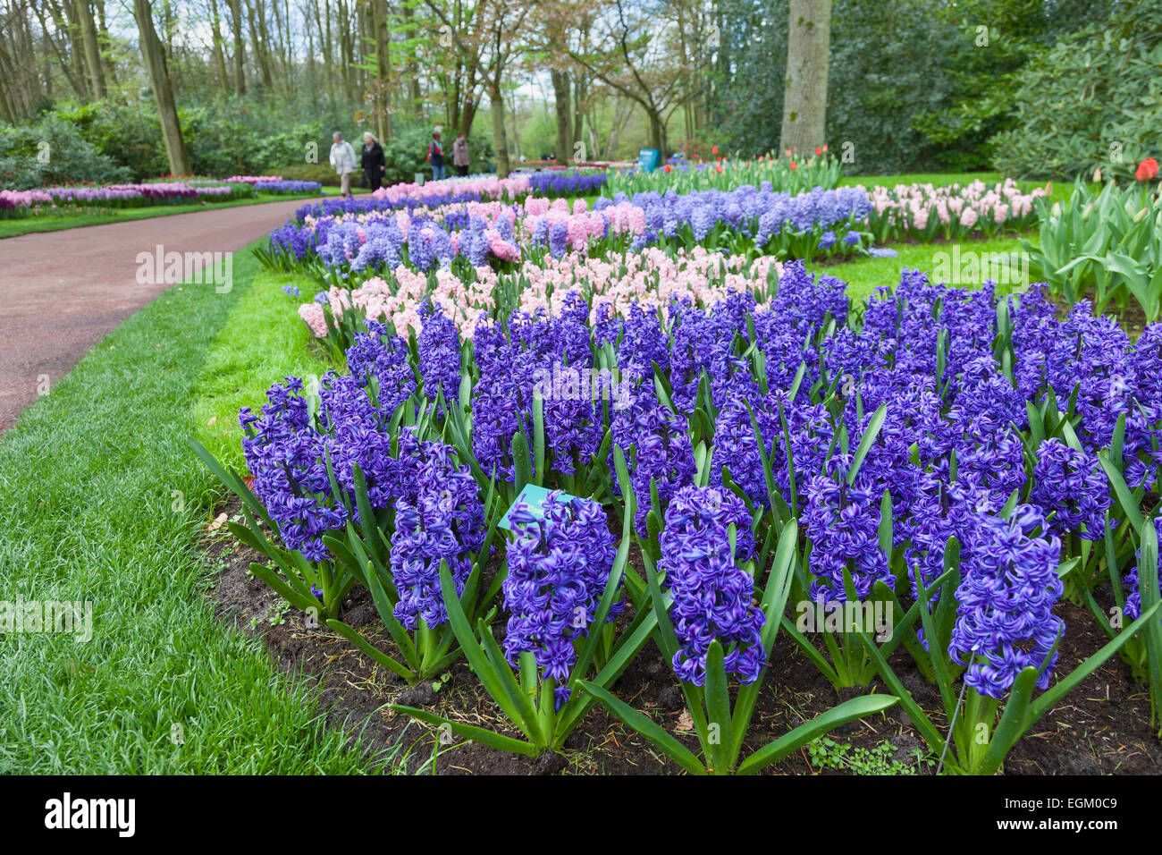 Blaue Hyazinthe Blumen im Frühlingsgarten Keukenhof, Niederlande. Stockfoto