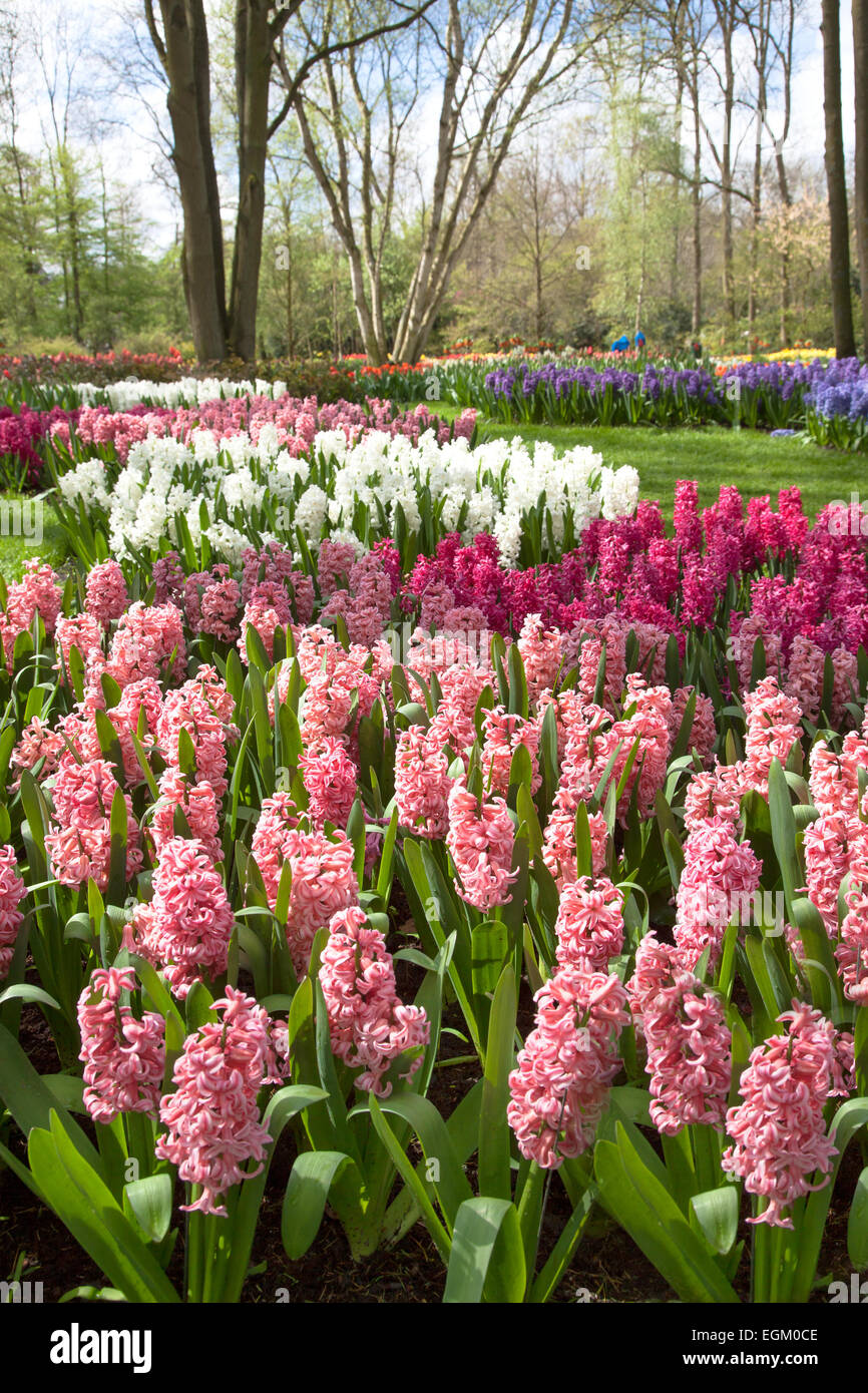 Schönsten Frühlingspark Keukenhof. Niederlande. Stockfoto