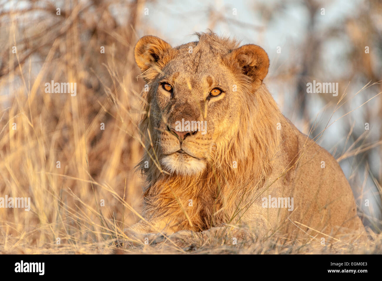 Einzelne Löwe (männlich), in Botswana Stockfoto