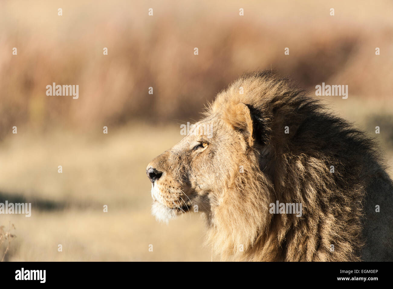Einzelne Löwe (männlich), in Botswana Stockfoto