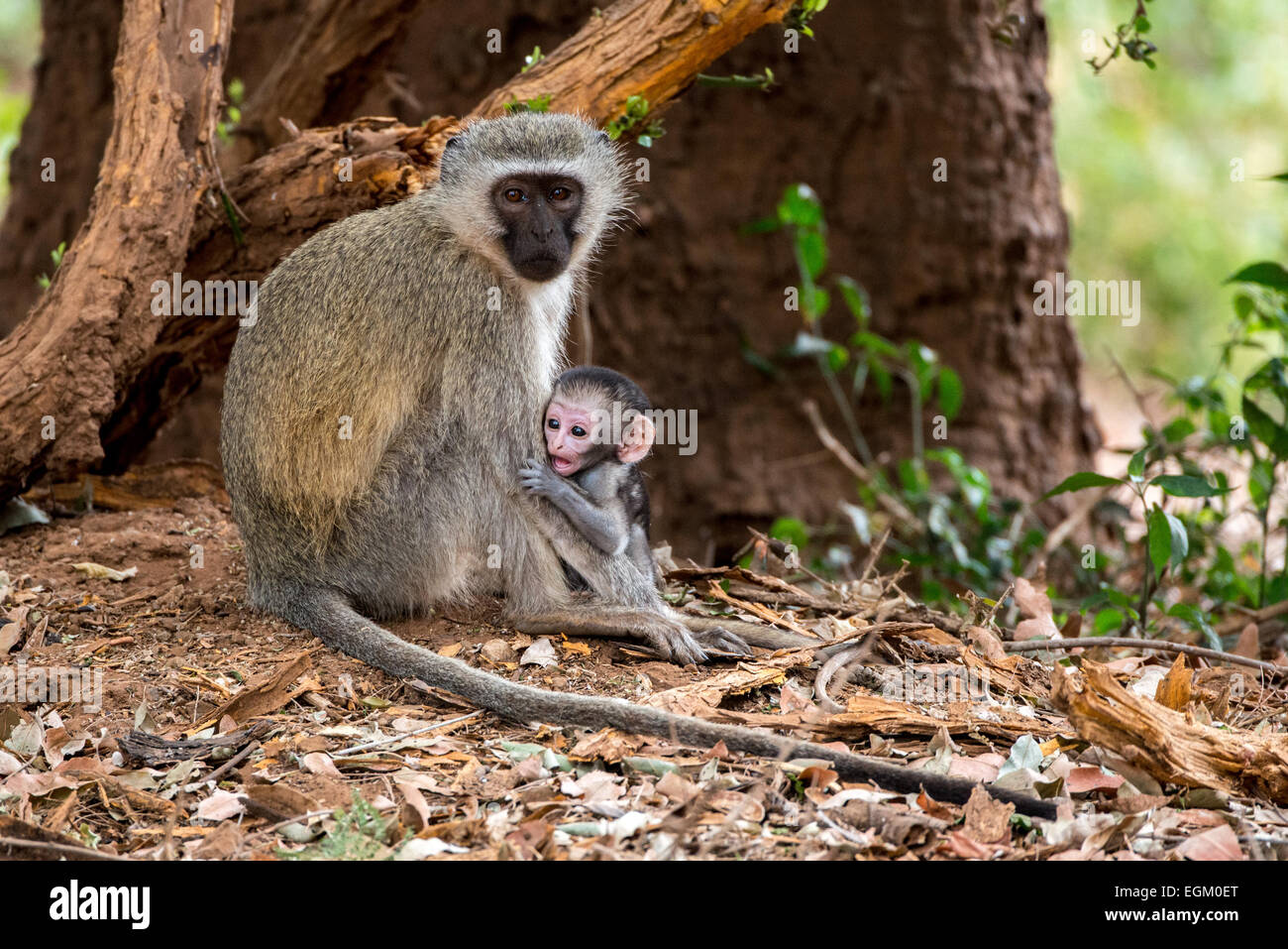 Eine junge Vervet Affen sieht, als ob er völlig überrascht ist. Stockfoto