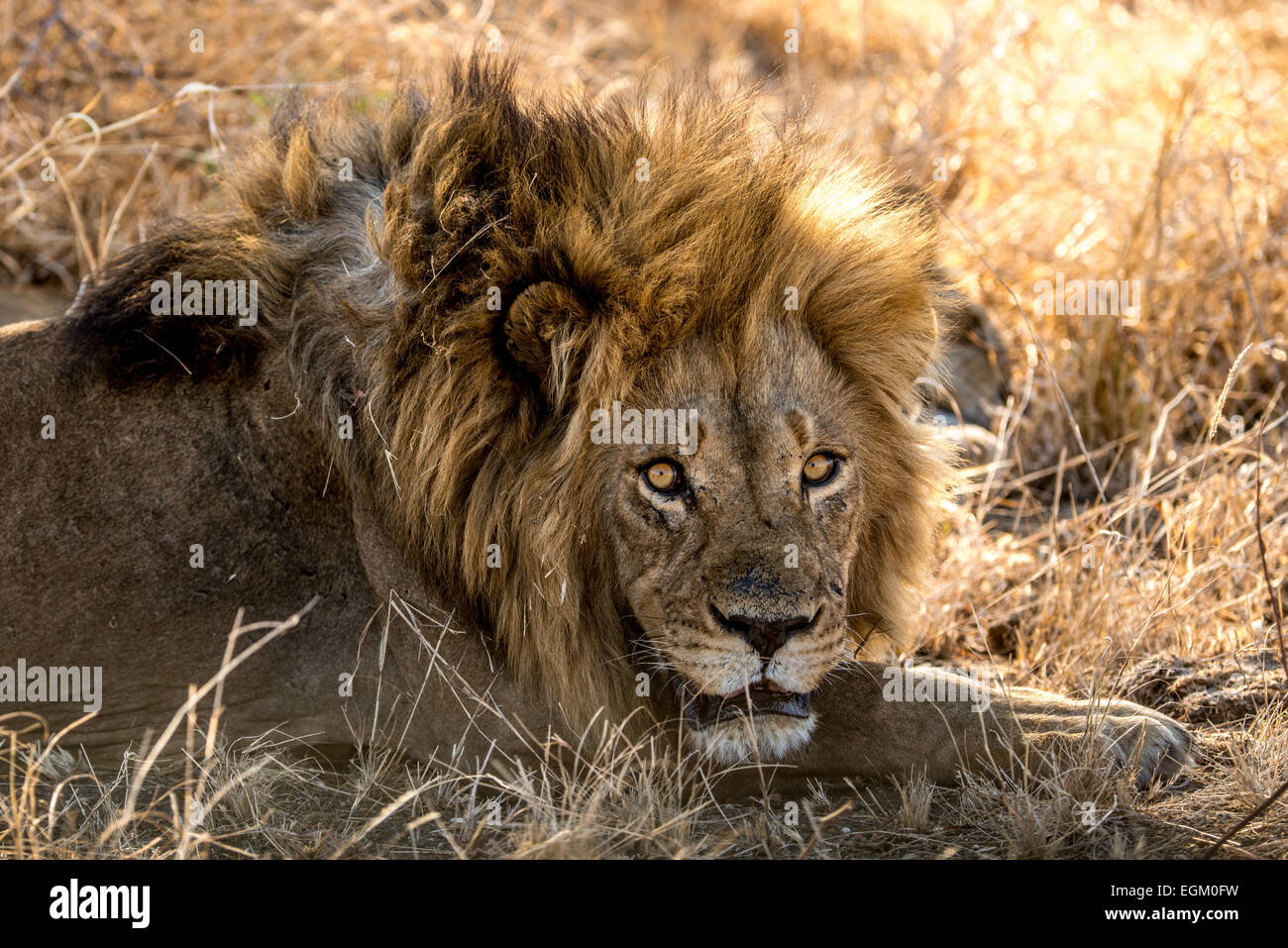 Eine unglückliche männlichen Löwen schützt sein Weibchen. Stockfoto