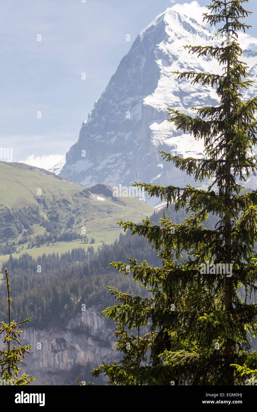 Eine szenische Gestaltung von Baum und Berg ausserhalb der Winteregg, Schweiz. Stockfoto