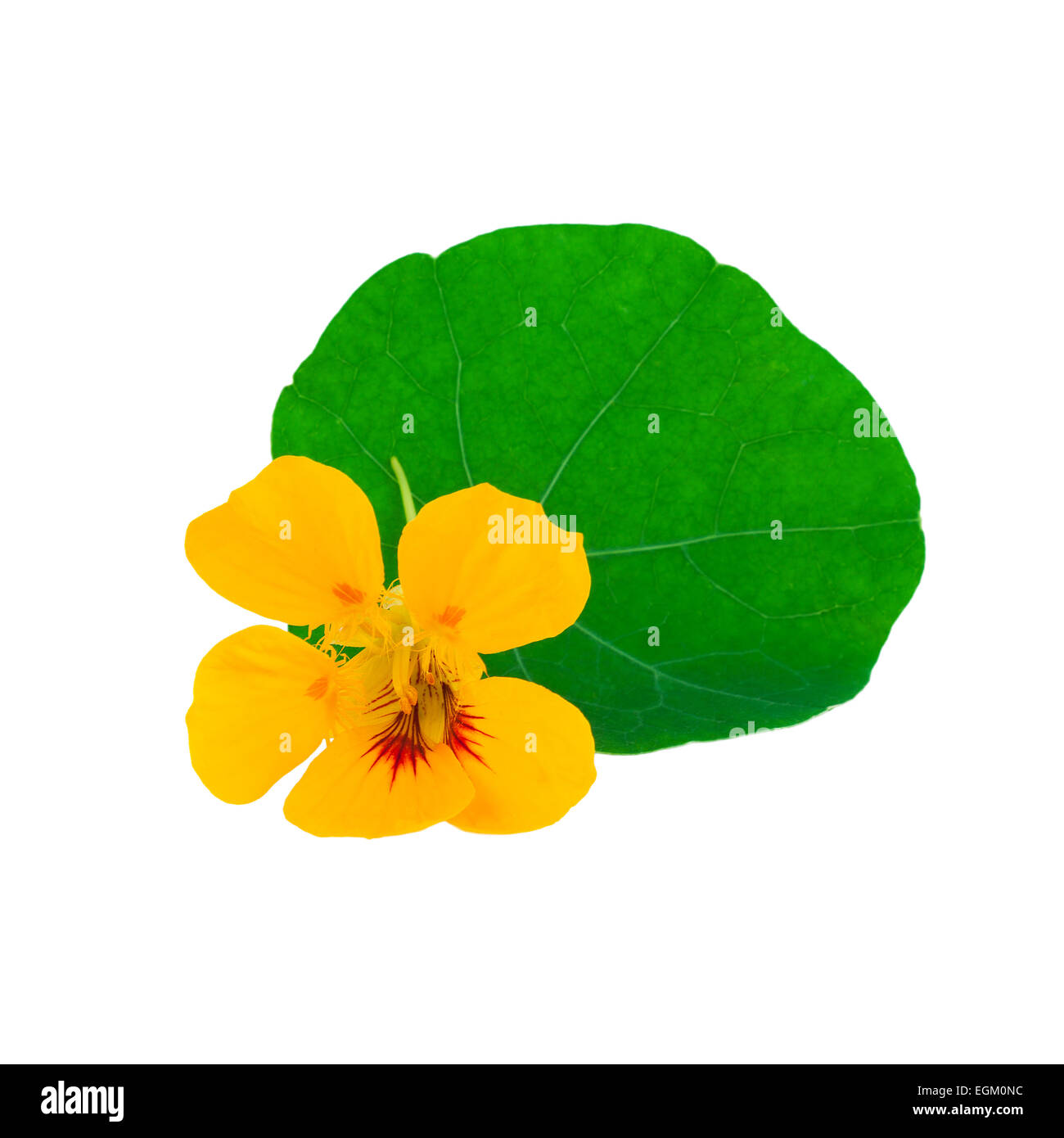 Gelbe und orangefarbene kapuzinerkresse -Fotos und -Bildmaterial in ...
